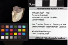 Foto (Objket + Etiketten) von Goniodromitidae indet. 